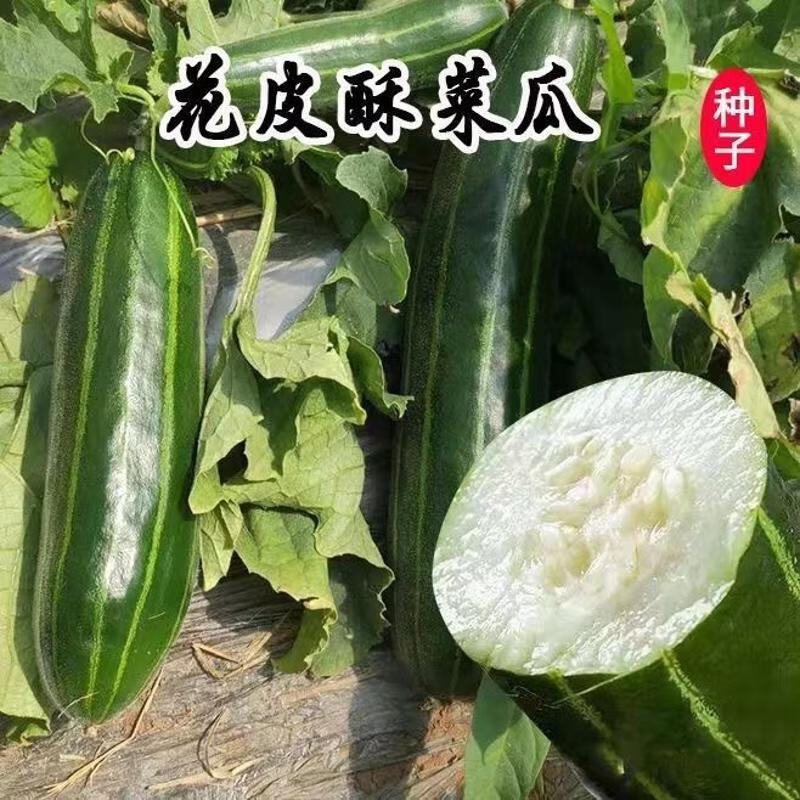 花皮酥瓜种子花皮菜瓜种子菜瓜脆瓜籽庭院高产蔬菜酥瓜种子孑
