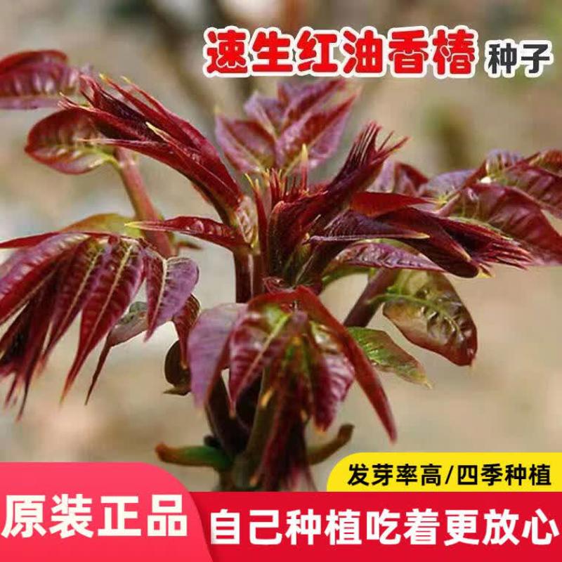 速生红油香椿种子阳台盆栽芽苗菜香椿芽蔬菜种子菜籽