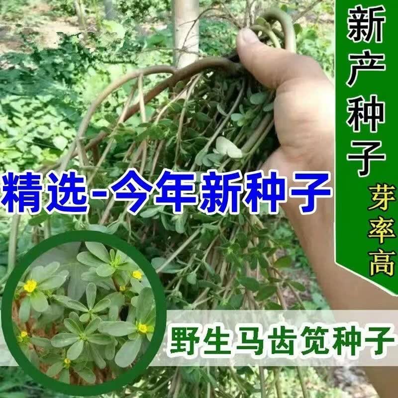 马齿苋种子新产野菜种子食用马齿菜籽长寿菜马齿笕籽庭院阳台种植