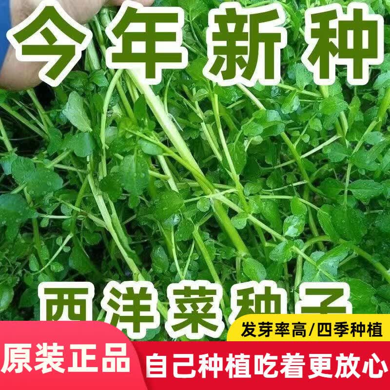 西洋菜种籽豆瓣菜种子菜种水芥菜蔬菜孑子盆栽菜籽小青菜籽种