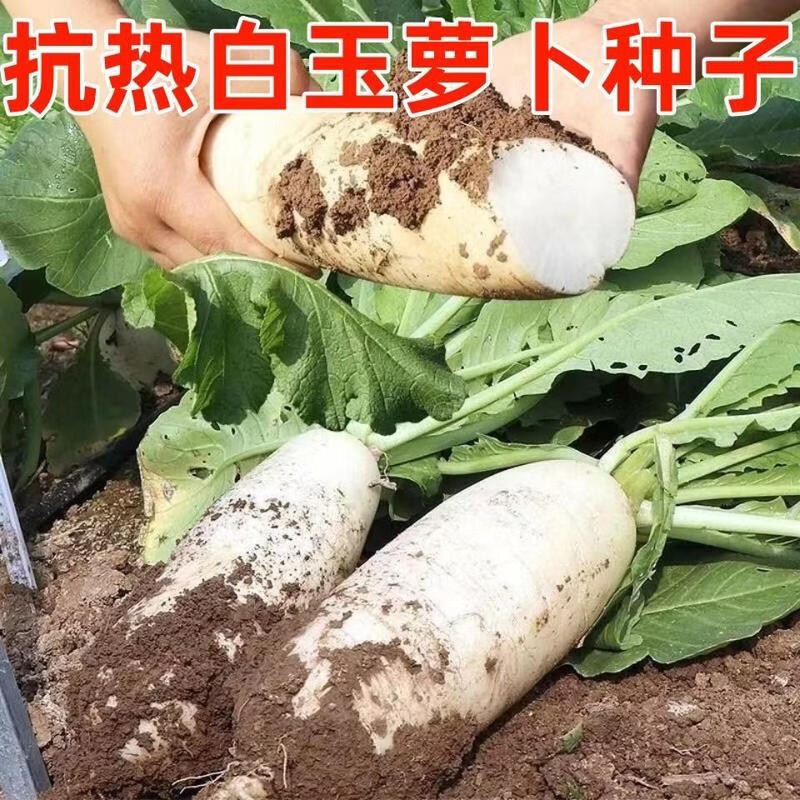 【耐热型】白玉萝卜早熟抗热高产大白萝卜40天耐高温萝卜种子