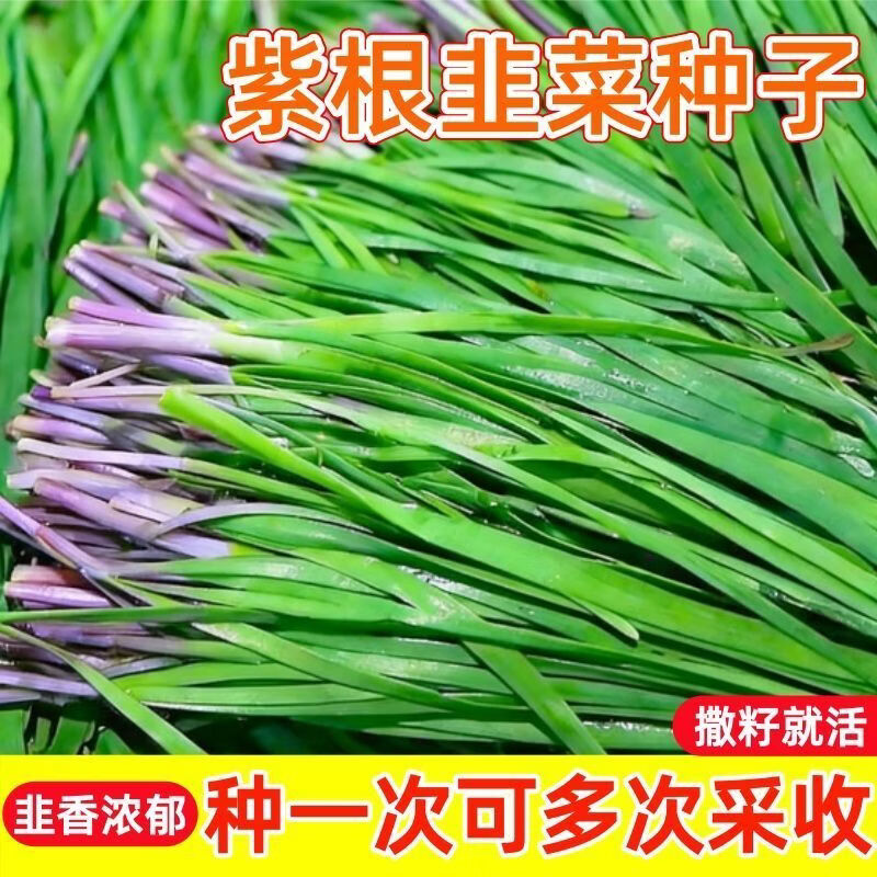 宽叶紫根韭菜种子新鲜易种红根韭菜籽秋冬播室内外庭院盆栽蔬菜种