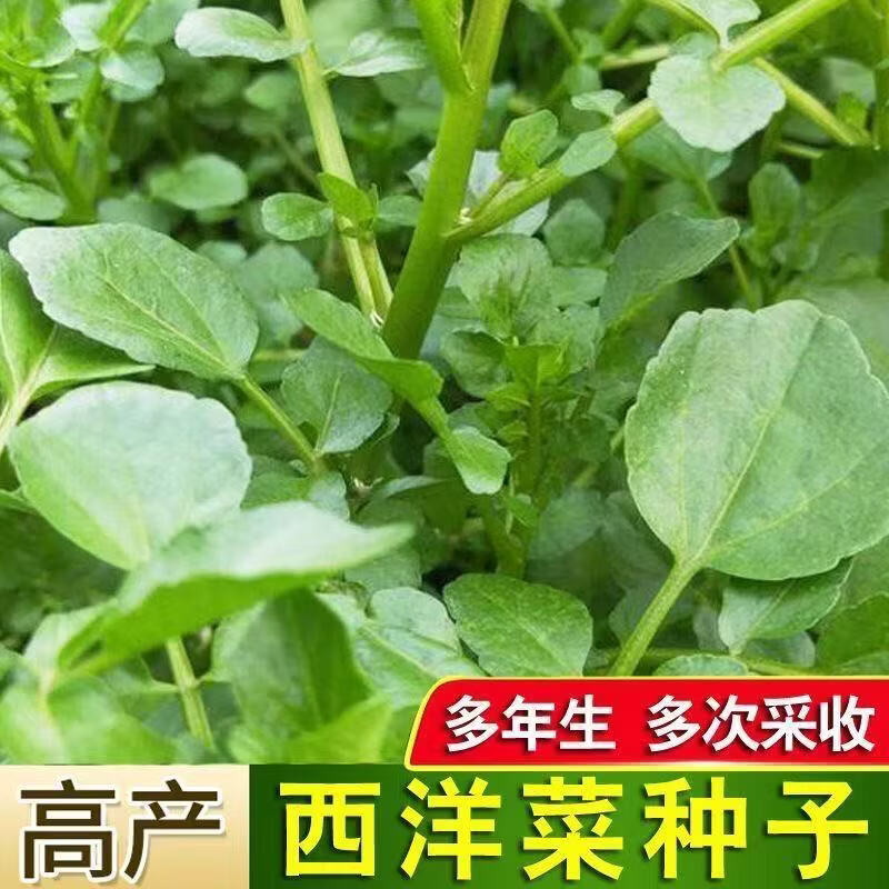 西洋菜种籽豆瓣菜种子四季菜种水芥菜蔬菜菜苗孑种苗籽种广东青菜