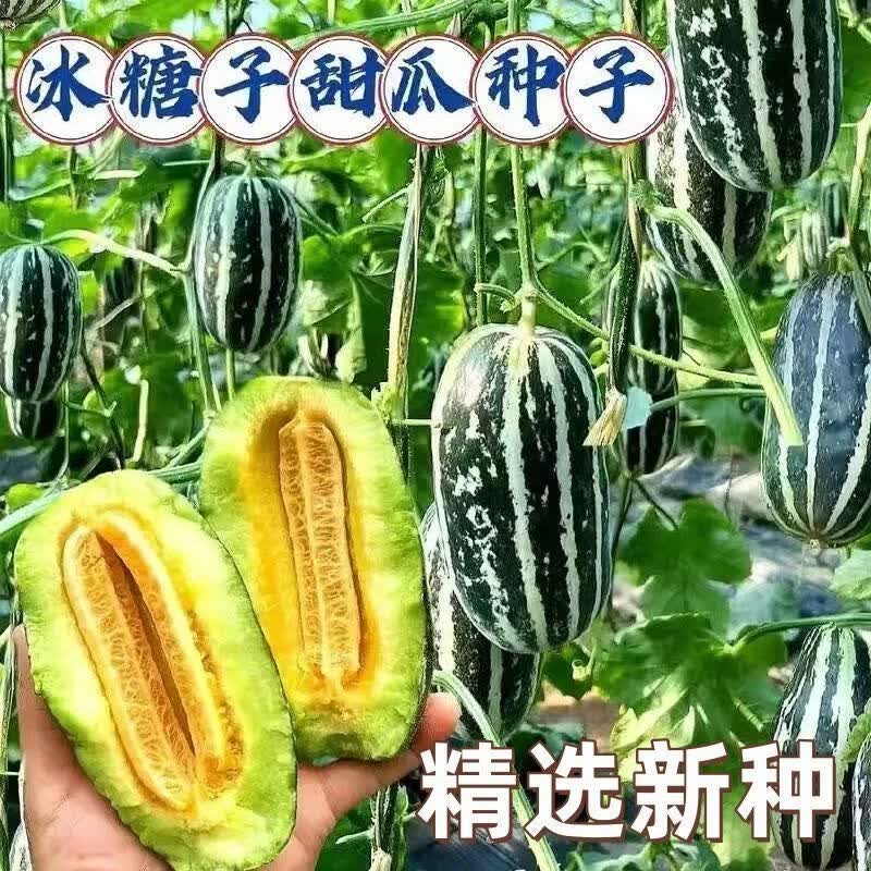 甜掉牙冰糖子甜瓜种子青皮羊角蜜香瓜籽春季四季庭院阳台甜瓜种子