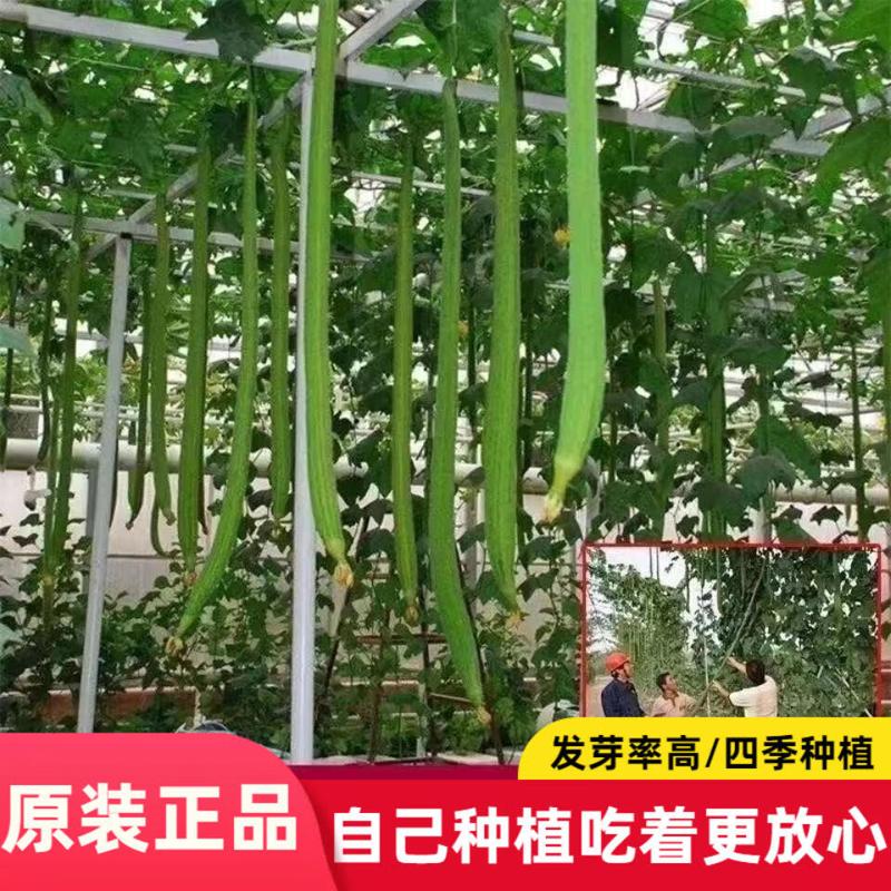 【巨型特长丝瓜种子】高产丝瓜种子庭院阳台盆栽菜种子播蔬菜