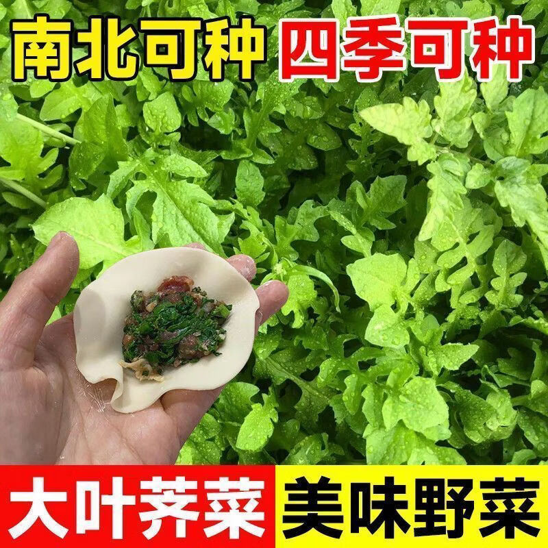 正宗野生荠菜种子野菜荠菜籽清香鲜嫩阳台四季播盆栽特色蔬菜种子
