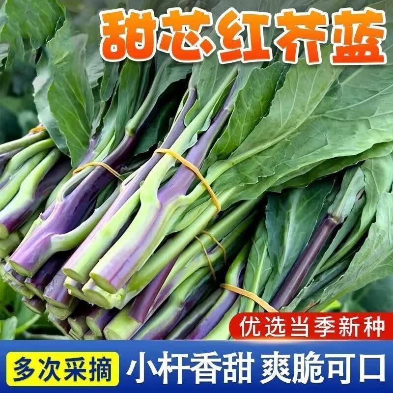 甜芯红芥蓝种子红脚芥兰种籽四季高产可阳台盆栽紫梗芥兰蔬菜种籽