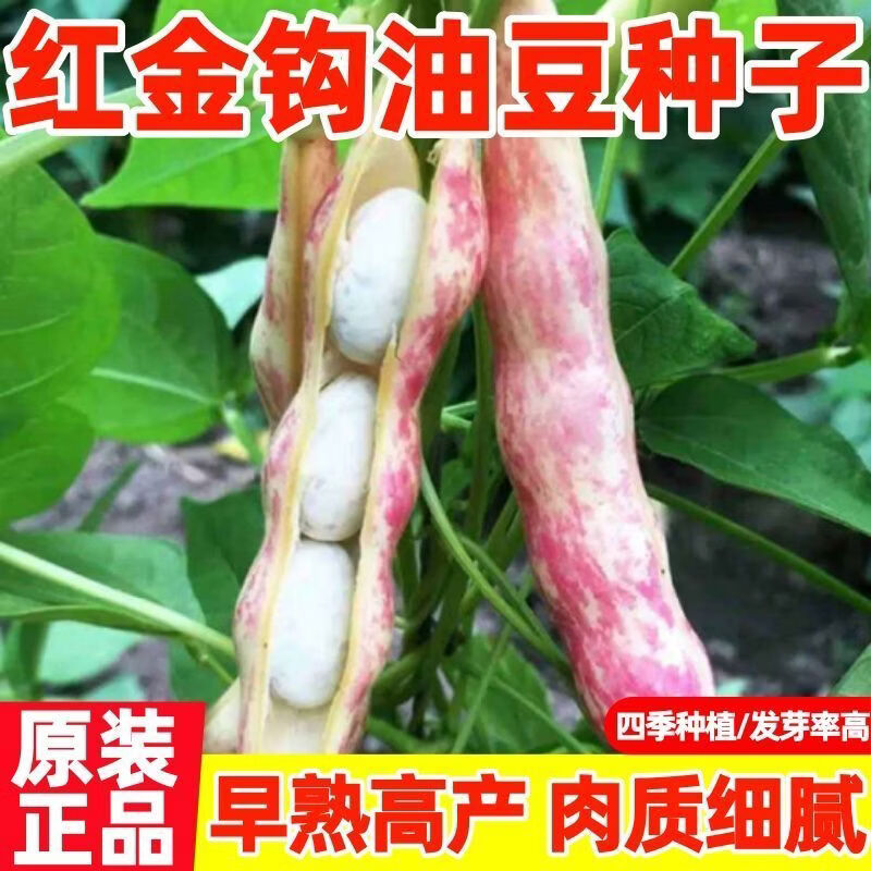 东北红金勾油豆角种子扁豆芸豆红豆角种子四季红金钩油豆蔬菜种子