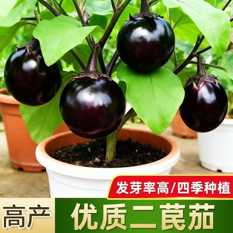 二民茄子二苠茄种子黑大圆茄子种籽新鲜各种菜种子春秋四季种