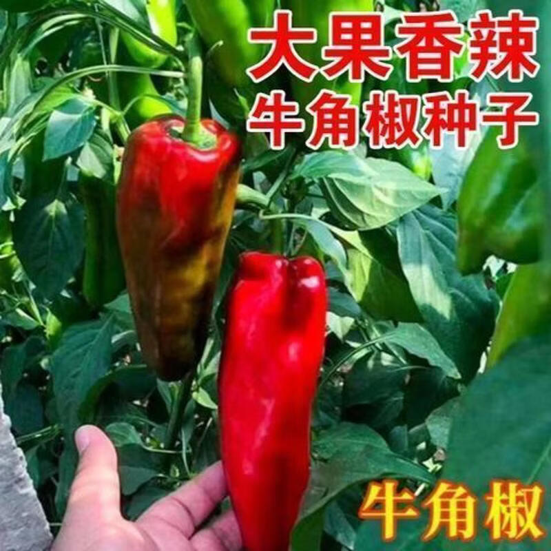微微辣特大果牛角椒种子高产牛角椒青椒辣椒种籽微辣肉厚庭院阳台