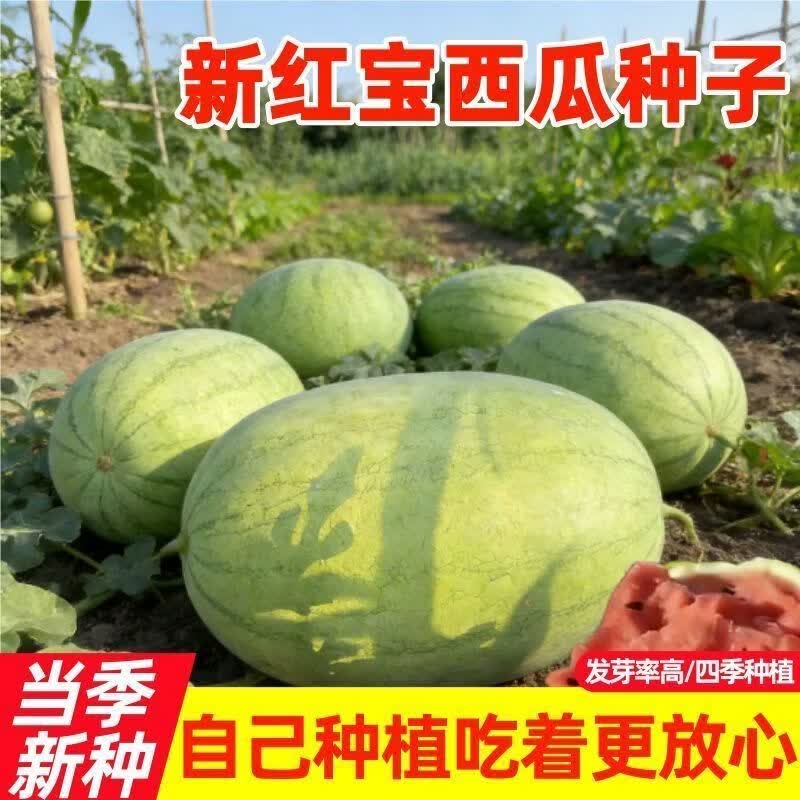 2026新红宝西瓜种子特大早熟四季抗病绿无籽懒汉西瓜子巨型西瓜种