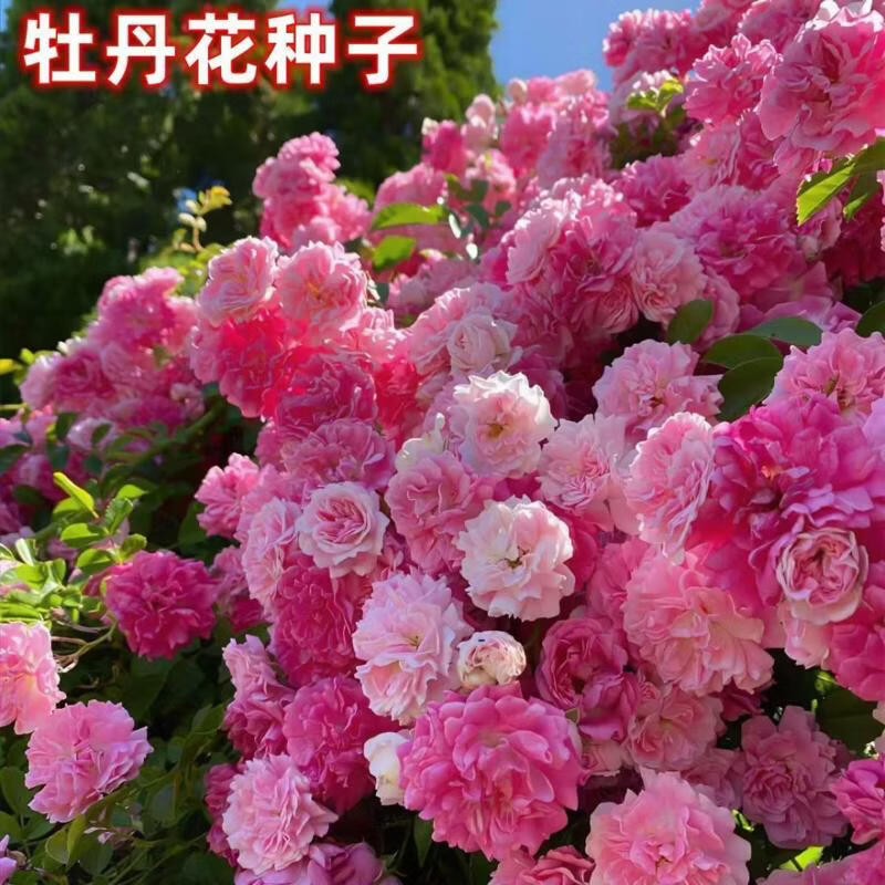 牡丹花种子多款花色洛阳牡丹花齐全易种四季阳台室内庭院赏花种子