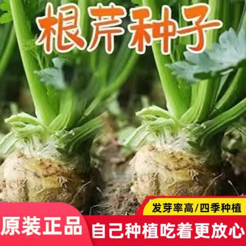 地中海根芹种子洋芹芹菜根种籽阳台蔬菜盆栽耐热蔬菜种子