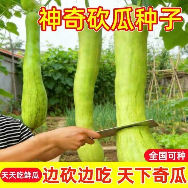 【今年新种】神奇砍瓜种子四季蔬菜种孑南瓜爬藤瓜果种子菜籽高产