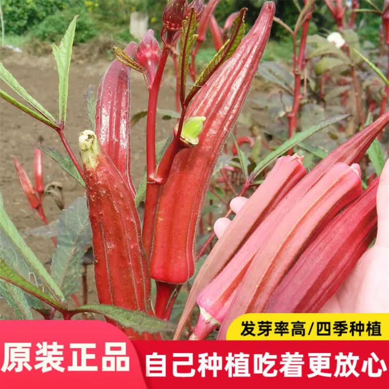 【红秋葵种子】播种红秋葵阳台盆栽咖啡红葵果蔬菜瓜果种子