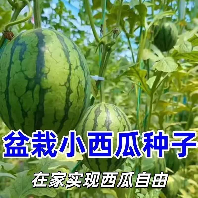 超甜盆栽小西瓜种子红玉无籽西瓜四季种植阳台庭院盆栽水果种子