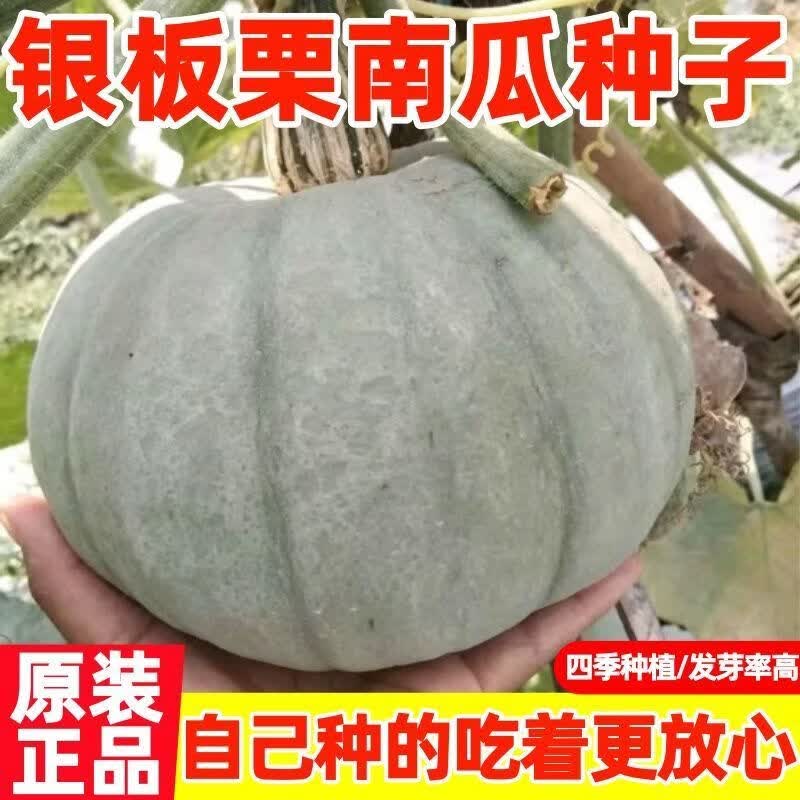 银栗南瓜种子灰皮板栗南瓜种子四季蔬菜南瓜种子青皮贝贝迷你南瓜