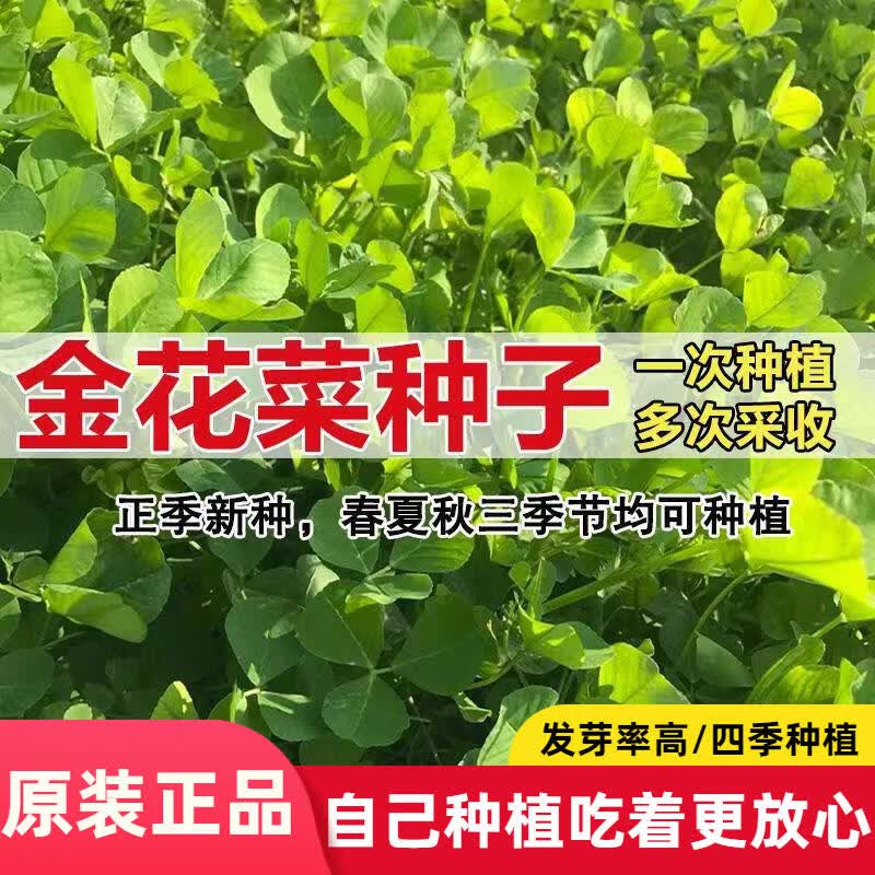 金花菜种子草头种籽大叶草头种菜籽秋季播菜种孑