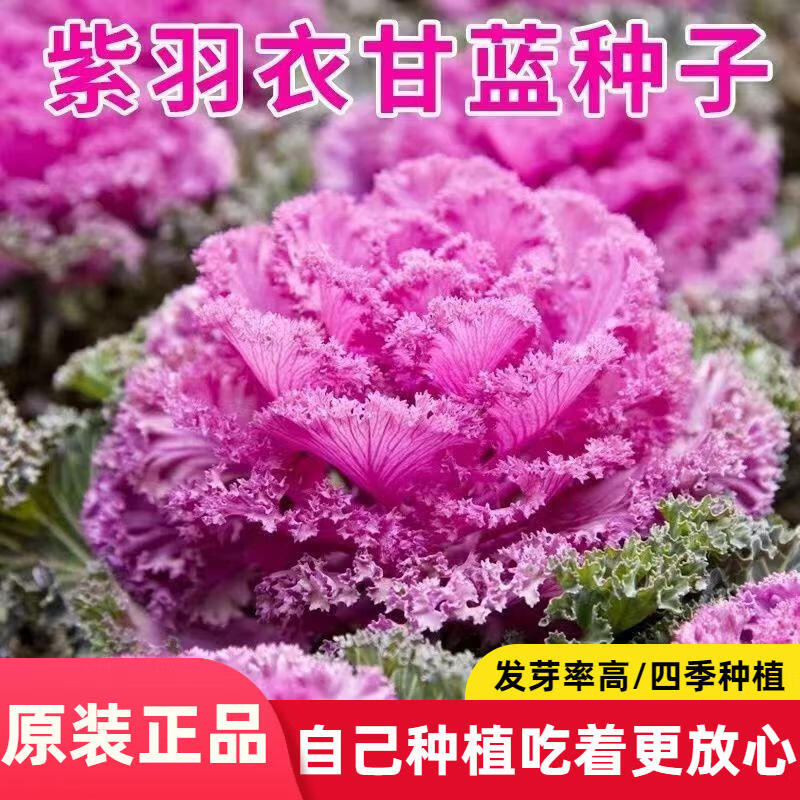紫羽衣甘蓝种子可观赏食用营养丰富阳台盆栽田园种植耐寒蔬菜