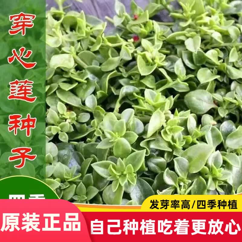 可食用穿心莲种子菜用菜种籽播阳台菜园种植蔬菜种子