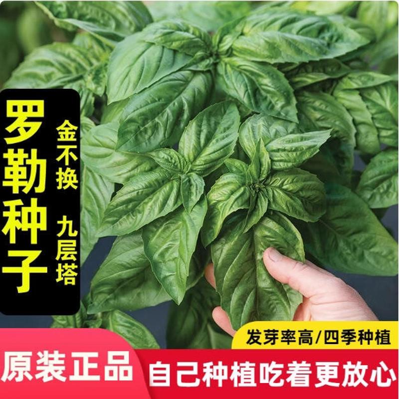 大叶罗勒种子盆栽可食用蔬菜香草种菜籽种大全甜罗勒种孑