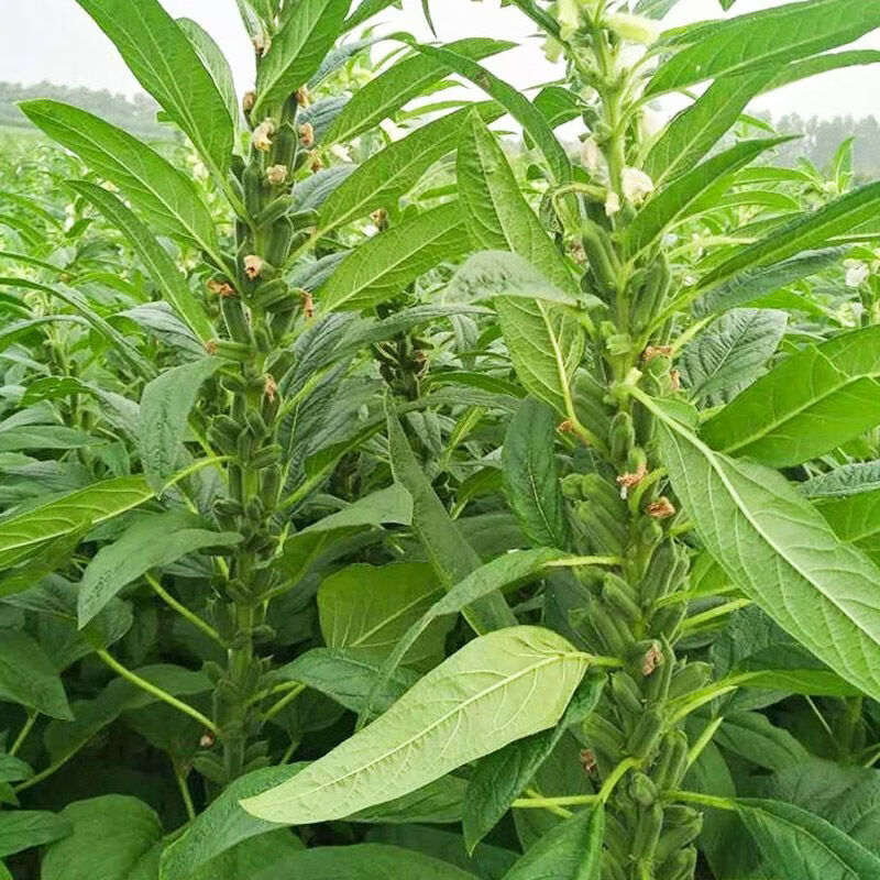 黑芝麻种子 纯黑 高产芝麻种子可留种高油粮油作物种子耐热