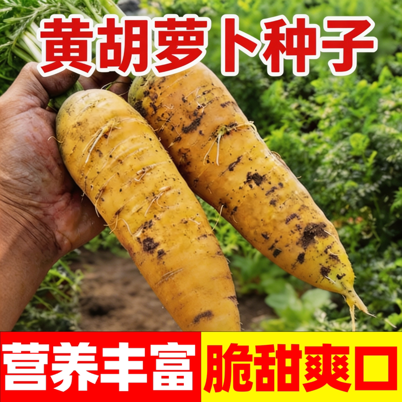 齐头黄胡萝卜种子黄色水果萝卜种籽生吃农家菜园庭院秋季蔬菜种孑