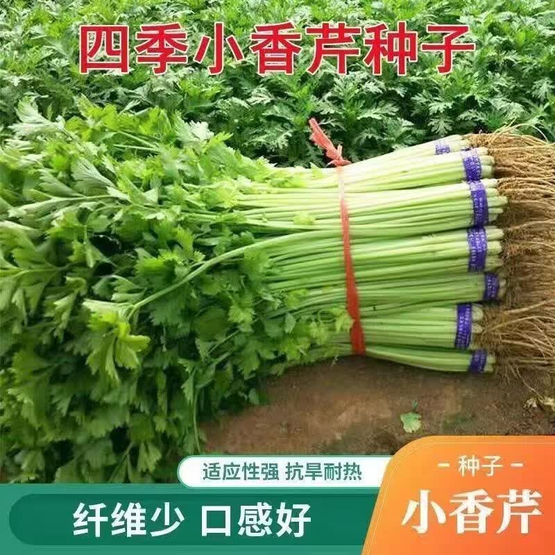 四季小香芹种子实心芹菜种子土芹菜农家易种高产四季菜园盆栽种籽