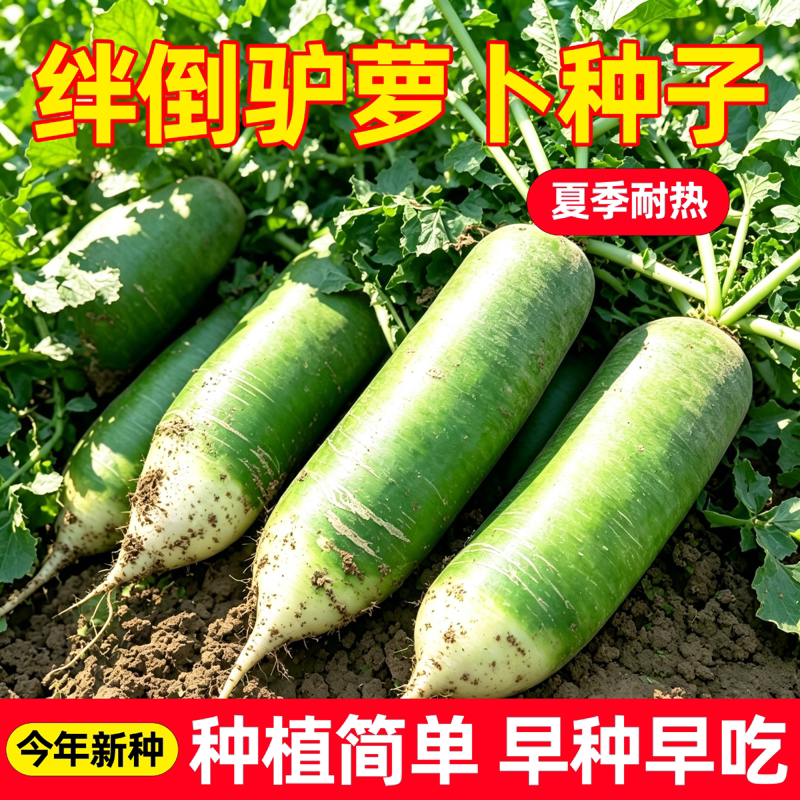 绊倒驴青萝卜种子东北大青萝卜籽甜汁脆高产秋季大绿萝卜蔬菜种籽