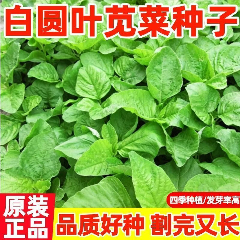 白圆叶苋菜种子春季糯米菜抗病高产懒人四季阳台庭院蔬菜青菜种籽