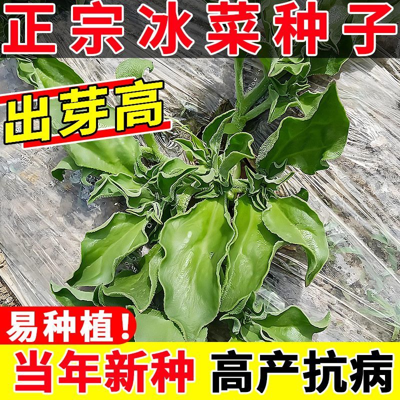 高产冰菜种子水晶冰菜种籽四季冰草种子春播耐热庭院蔬菜种孑大全