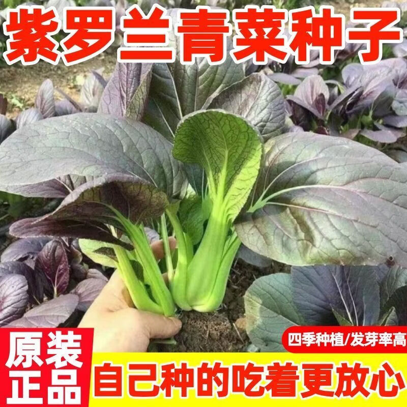 紫罗兰紫油菜种籽紫色上海青小青菜籽四季阳台耐热耐高温蔬菜种子