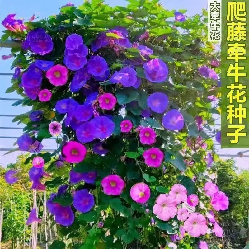爬藤大牵牛花种子大喇叭花种子四季播种易活懒人花种爆满园花卉籽