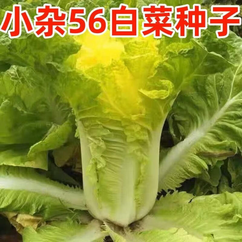 北京小杂56早熟黄心大白菜种籽春夏秋包心白菜种高产抗病蔬菜种子