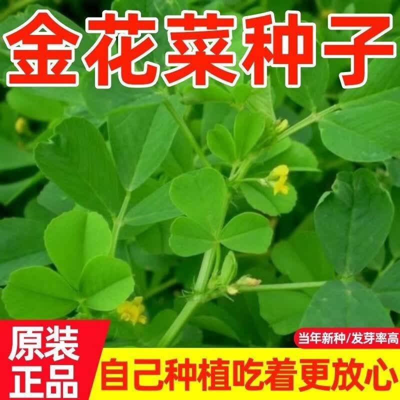 草头种子金花菜种子大叶南方苜蓿食用野菜种子四季可播种