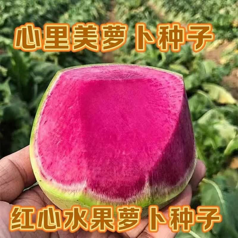 心里美萝卜种子脆甜红心红水果萝卜种籽满糖红四季萝卜种籽