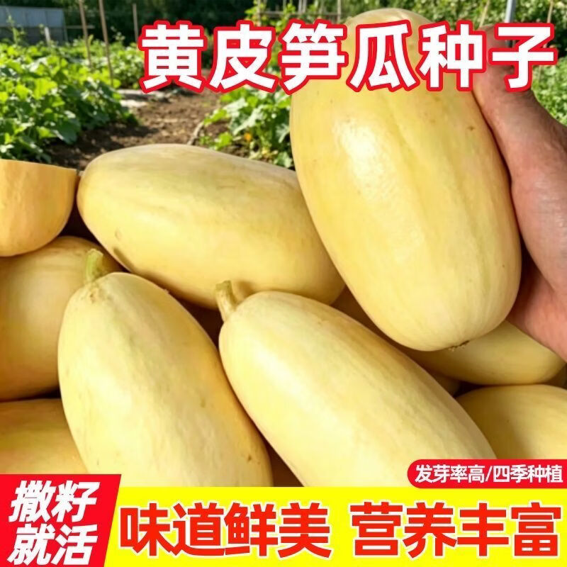 黄皮笋瓜种子正宗肉质细腻黄皮南瓜种子家庭庭院四季蔬菜种子