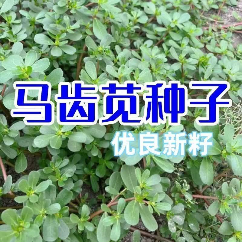 马齿苋种子新产野菜种子食用马齿菜籽长寿菜马齿笕籽庭院阳台种植