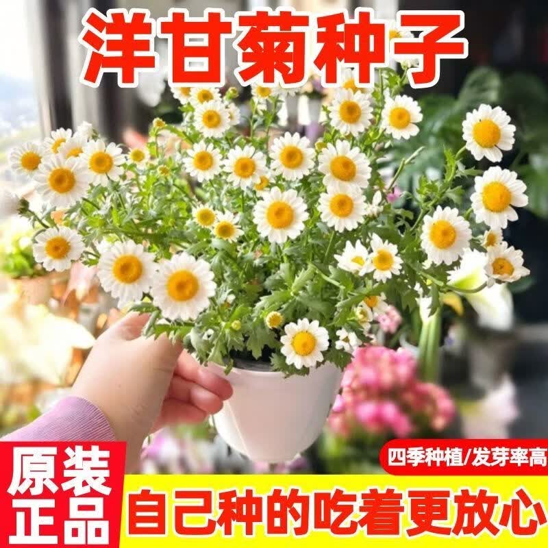 洋甘菊种子小雏菊花种子四季开花室内外阳台庭院盆栽白晶菊草种子