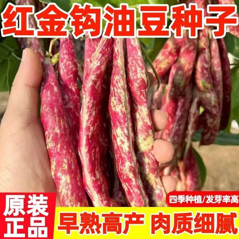 东北红金勾油豆角种子扁豆芸豆红豆角种子四季红金钩油豆蔬菜种子