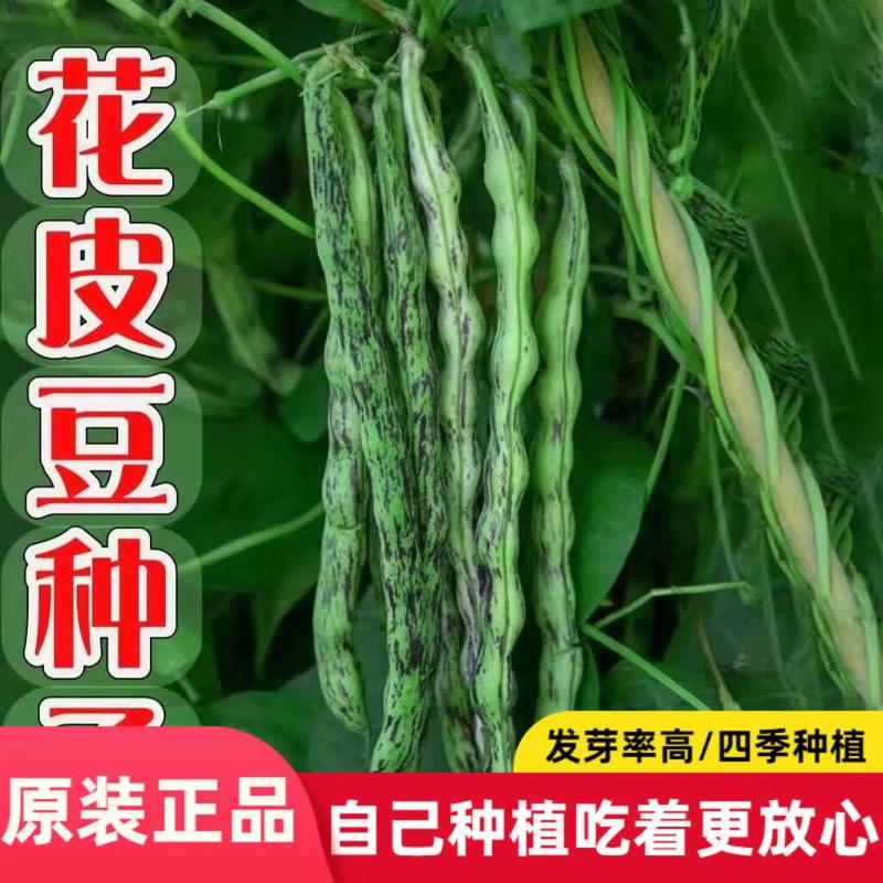 花皮豆角种子高产早熟无筋花皮豆种子八月忙花皮豆角种子豆角