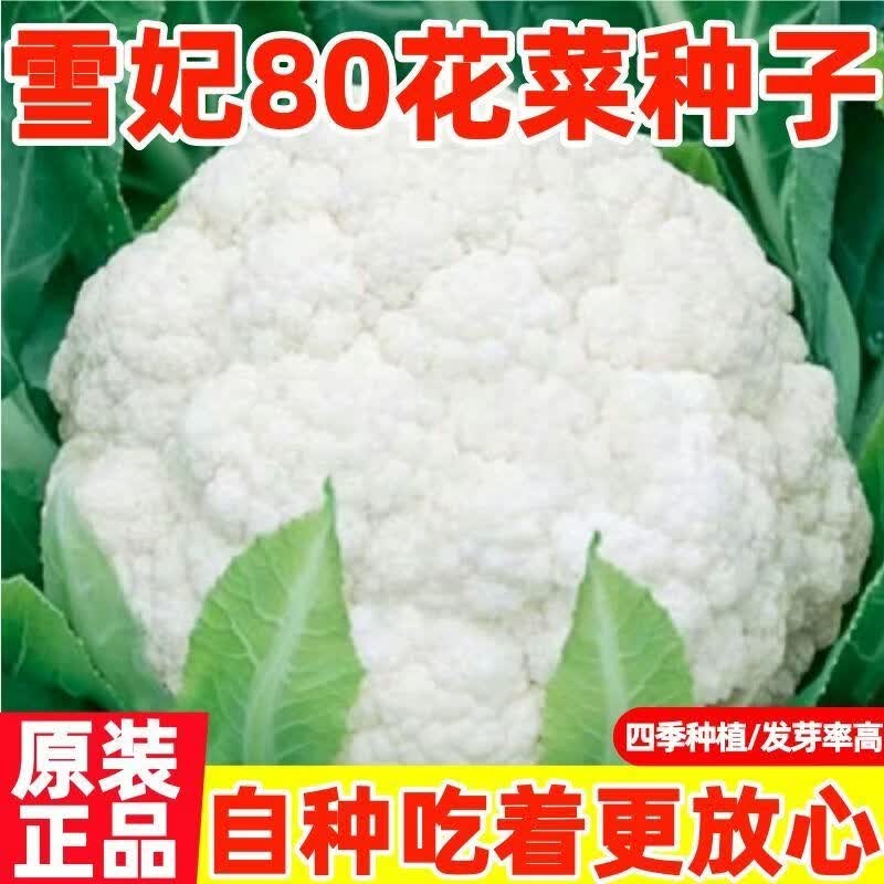 雪妃80天花菜种子青梗花椰菜种籽夏秋季蔬菜种子各种菜种子