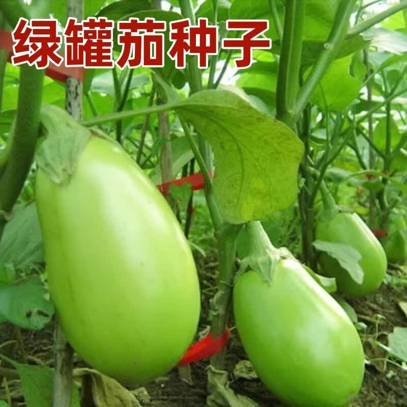绿罐茄种子茄子种籽高产四季蔬菜种子青茄子绿皮耐寒春季秋菜种子