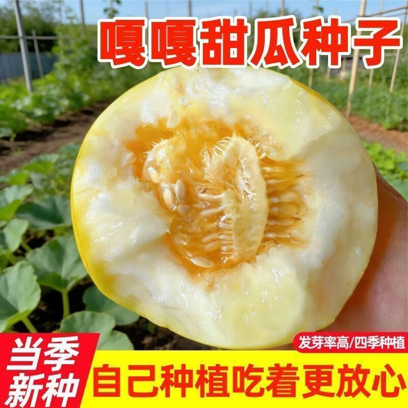 嘎嘎甜甜瓜种子蜜罐甜瓜种子水果香瓜种子脆黄金瓜爆甜种子