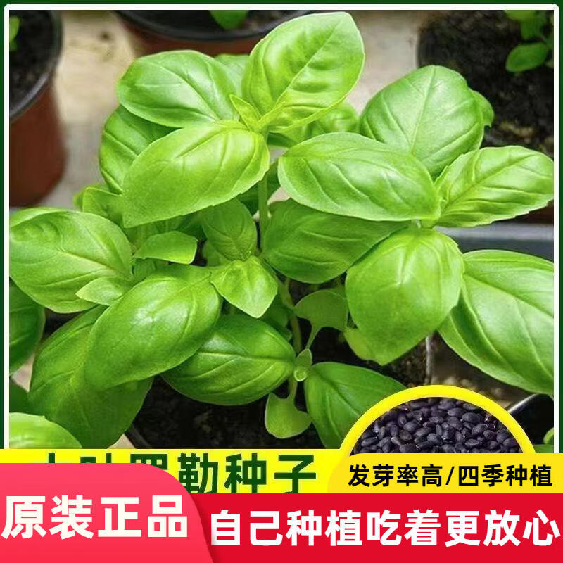 大叶罗勒种子金不换九层塔食用种子植物庭院阳台盆栽食用植物种子
