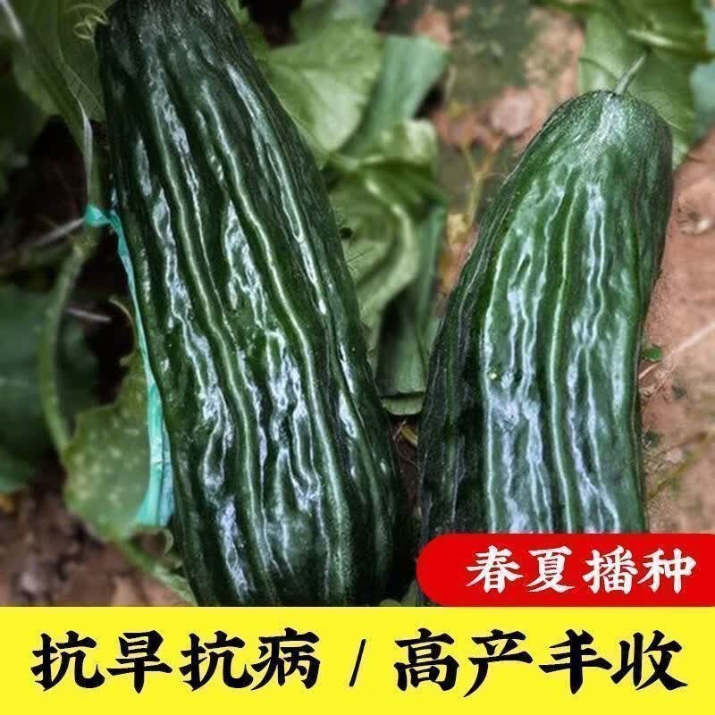 黑皮棱子酥种子酥瓜脆瓜超大菜瓜籽生吃腌菜凉拌露天大棚水果种子