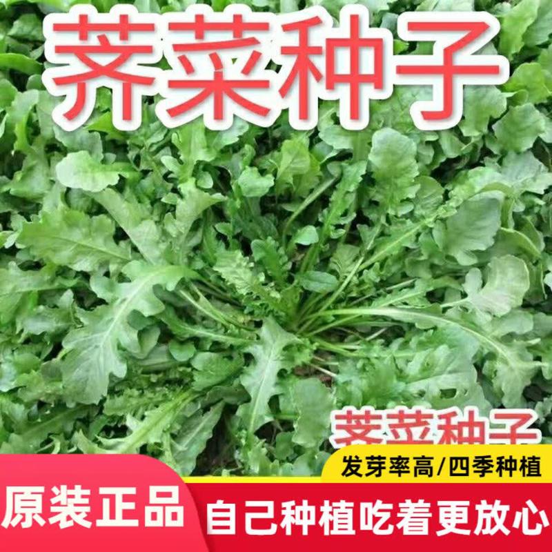 【今年新种】荠菜种子野生荠荠菜大叶季莱野荠菜阳台盆栽蔬菜种籽