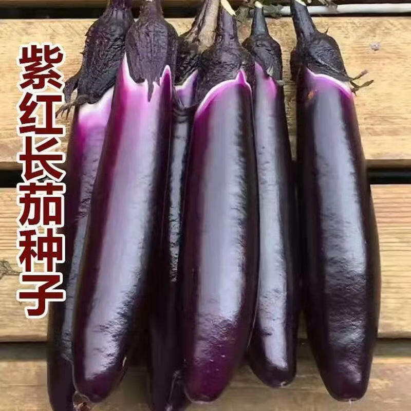 紫红长茄种籽春秋季庭院四季茄子种农家紫皮长茄子各种菜种子耐热