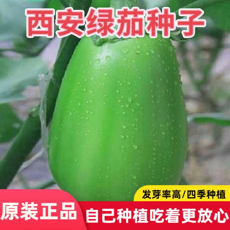 西安绿茄种子牛心茄种籽青圆茄罐茄早熟高产春季绿皮茄子种子