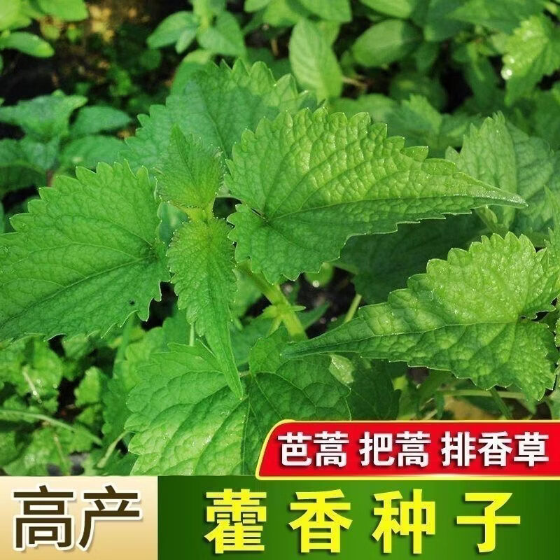 新鲜藿香种子食用藿香盆栽原土霍香苗五香叶鱼香种子阳台庭院蔬菜